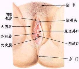 大阴唇视频,生理结构与女性健康的密不可分