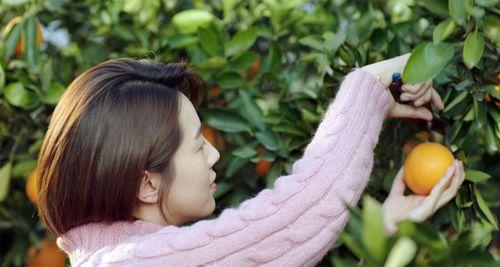 橙~子av,揭秘橙子界的神秘魅力