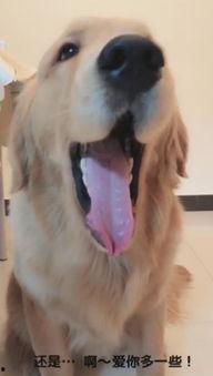 金毛犬搞笑视频,萌态百出，笑料连连