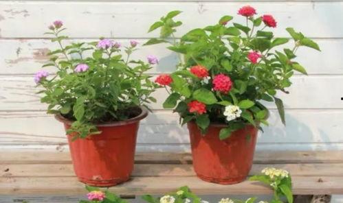 最近熊圈爆料新闻视频,揭秘视频背后的惊人真相