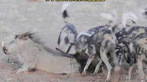 疣猪 视频,野外生存与习性揭秘