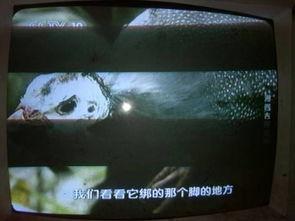 有一天视频,穿越时空的奇幻之旅